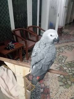 Talking parrot | gray parrot | hand tamed | African grey parrots chiks