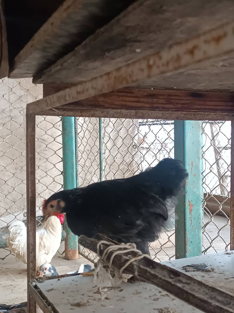 Fancy hens, astrlop pair, bantam pair, Desi hens, organic eggs, pigeon 6