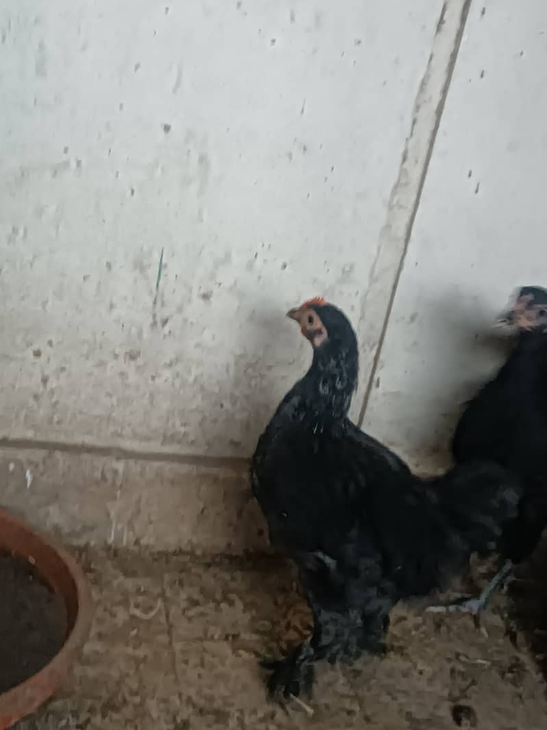 Fancy hens, astrlop pair, bantam pair, Desi hens, organic eggs, pigeon 7