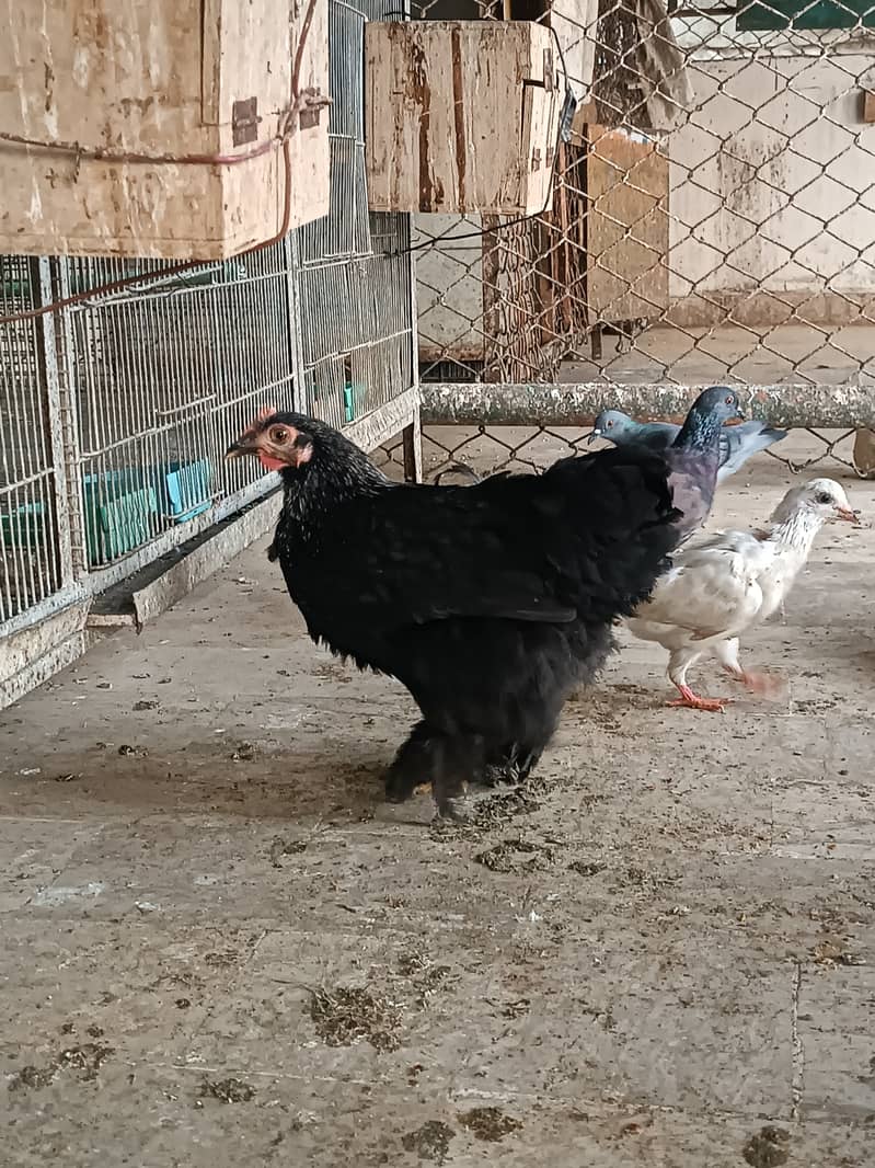 Fancy hens, astrlop pair, bantam pair, Desi hens, organic eggs, pigeon 8