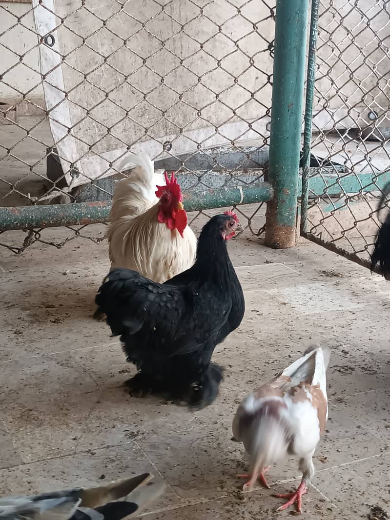 Fancy hens, astrlop pair, bantam pair, Desi hens, organic eggs, pigeon 9