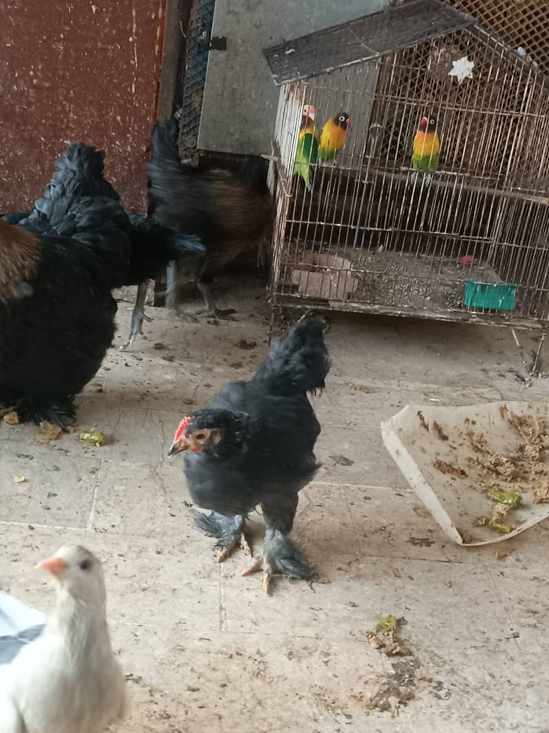Fancy hens, astrlop pair, bantam pair, Desi hens, organic eggs, pigeon 10