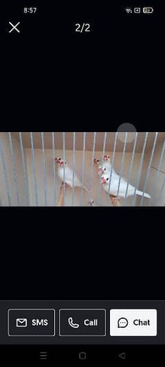 white java   breeder pair available 9k