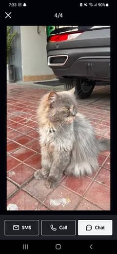 Persian cat for sale urgent sale