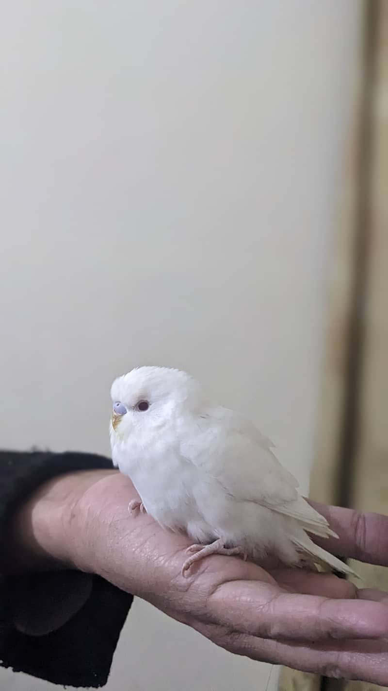 Australian parrots budgies | Red Eyes | cocktail tamed budgies 1