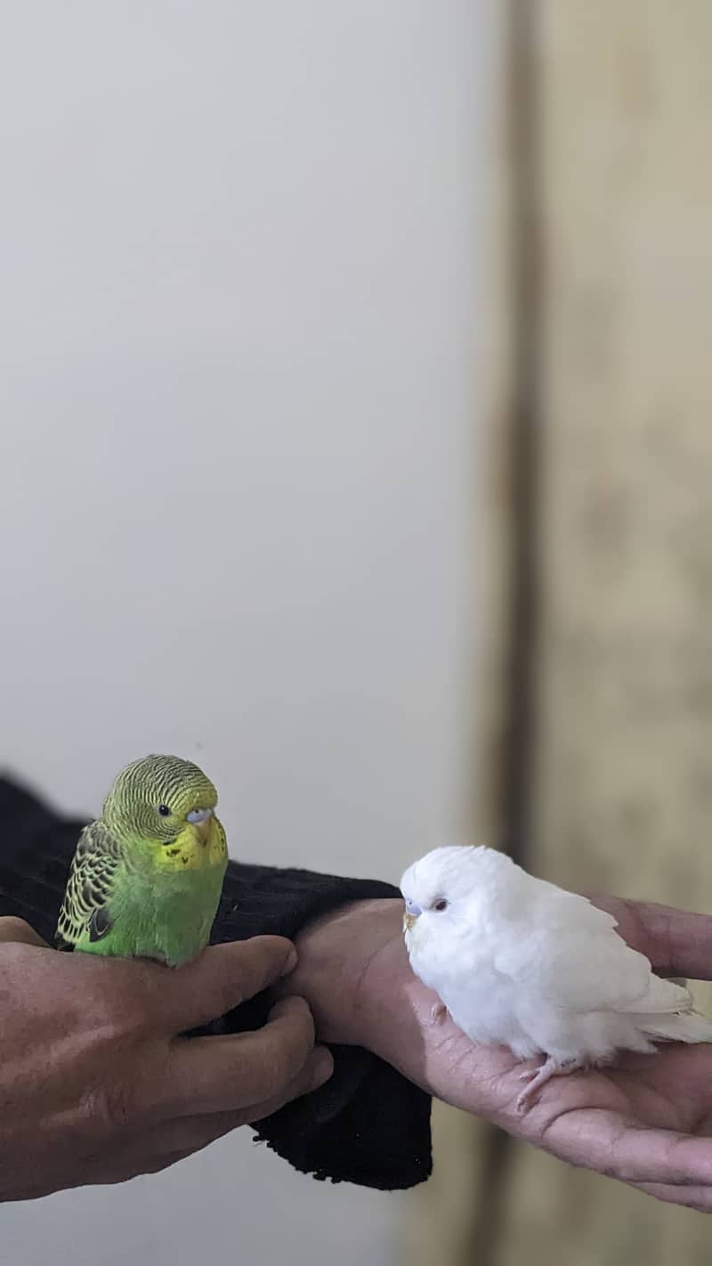 Australian parrots budgies | Red Eyes | cocktail tamed budgies 2