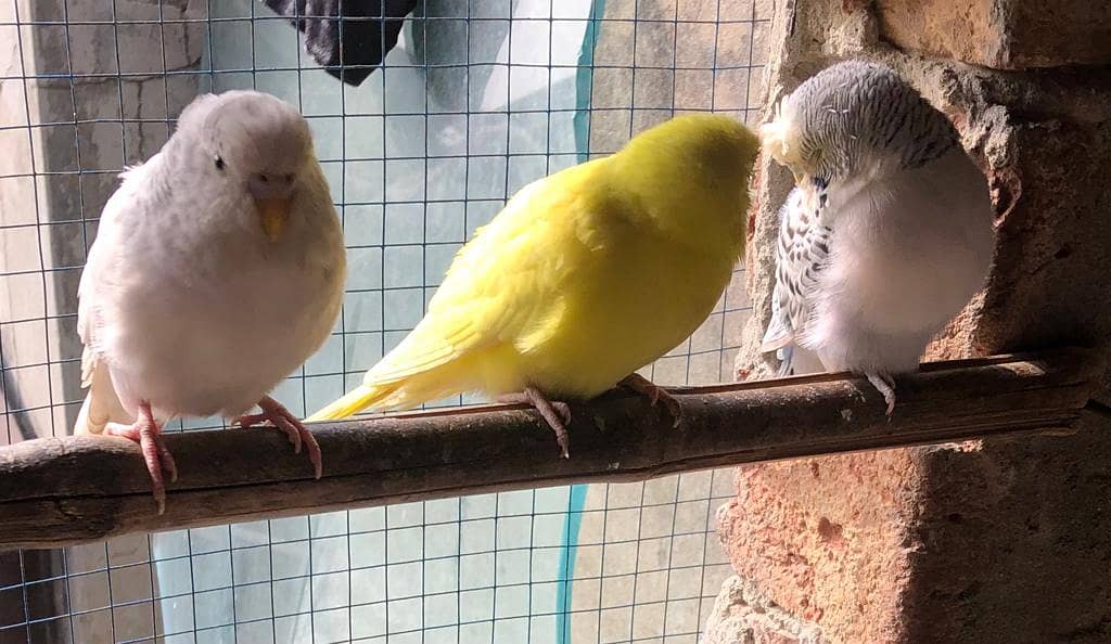 Australian parrots hand trained | Red Eyes | cocktail tamed budgies 3