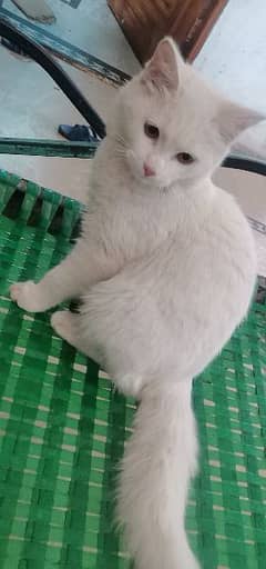 kitten 6 mnth femal white 03422032016