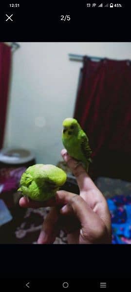 Any type of parrots hand tame or fly tame 3