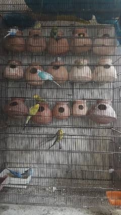 budgies with cage and matkia