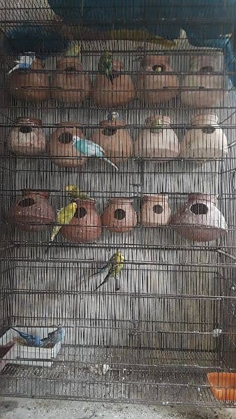 budgies with cage and matkia 0