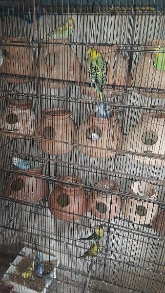 budgies for sale 1