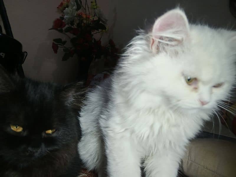 Persian Cats Pair 1