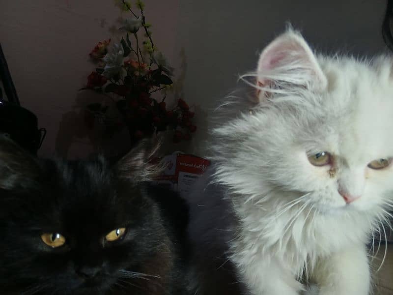 Persian Cats Pair 2