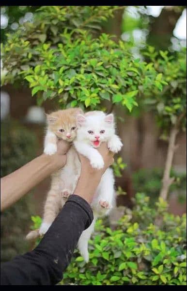 Male cat - Female cat -persion cat -Tripple cot Cat - kitten cat 5