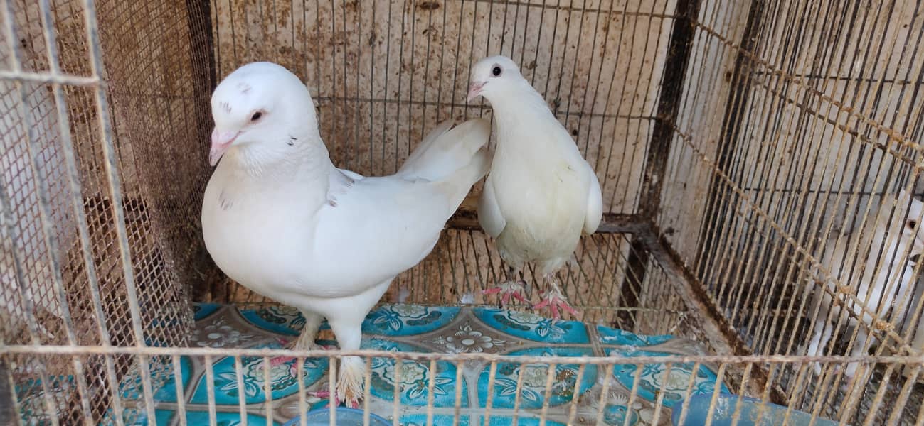 Fancy White Irani Pigeon/ Breeding Pair Irani Pigeon 1