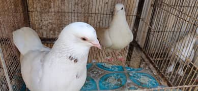 Fancy White Irani Pigeon/ Breeding Pair Irani Pigeon