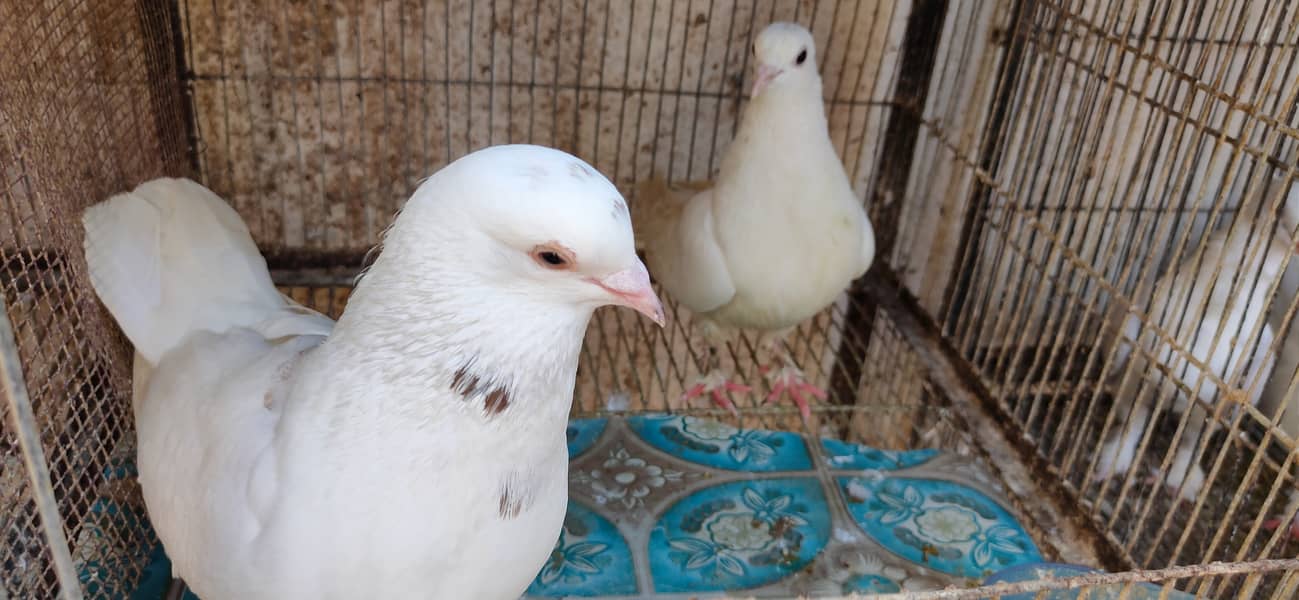 Fancy White Irani Pigeon/ Breeding Pair Irani Pigeon 0