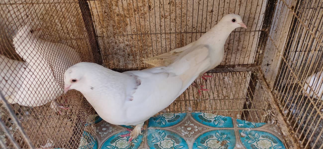 Fancy White Irani Pigeon/ Breeding Pair Irani Pigeon 2