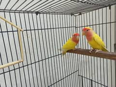 Common lateeno breeder pair Urgent sale