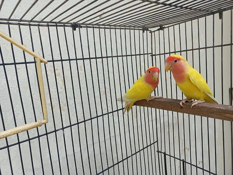 Common lateeno breeder pair Urgent sale 0