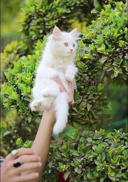 Female cat - Male cat - kittens - Tripple cote - persion cat 1