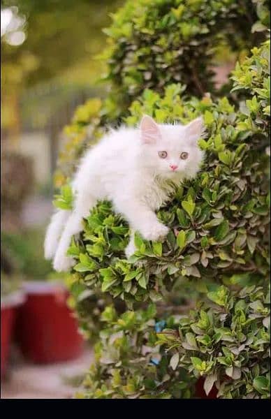 Female cat - Male cat - kittens - Tripple cote - persion cat 4