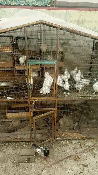 7*6 cage for sale 6 portions 12