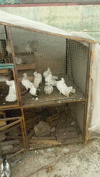 7*6 cage for sale 6 portions 13