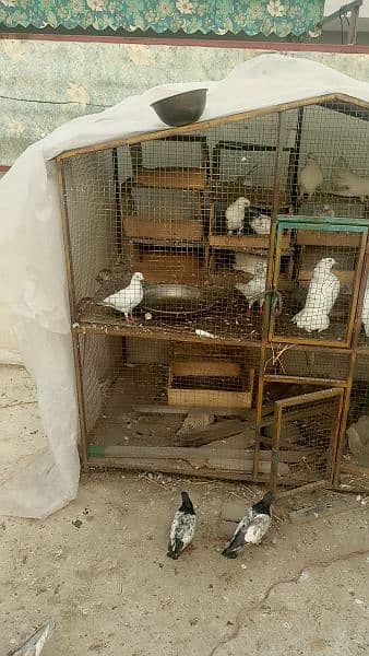 7*6 cage for sale 6 portions 14