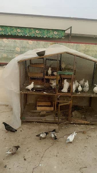 7*6 cage for sale 6 portions 16