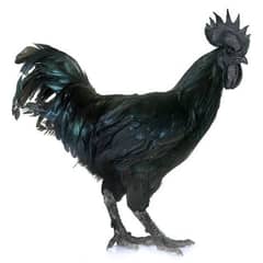 Ayam Cemani Male with different ages