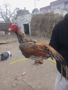 aseel murgh for sale