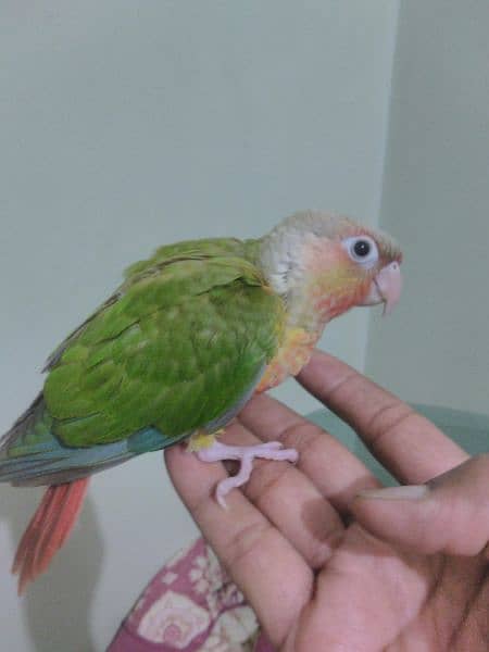 pineapple conure red factor 0