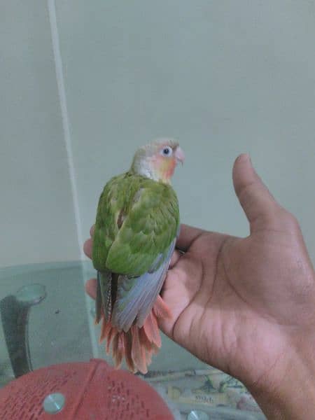 pineapple conure red factor 4