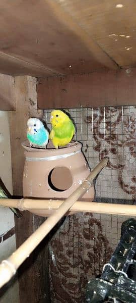 Astralian parrot breader pair 3