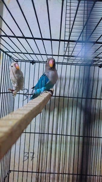 Love Birds Blue Fisheri Spilit Ino Into Albion Possible Ino - Parrots 