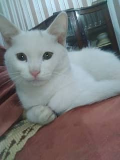 Very Loving Pure White Percian Cats