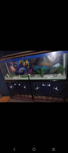 Fish aquarium for sale