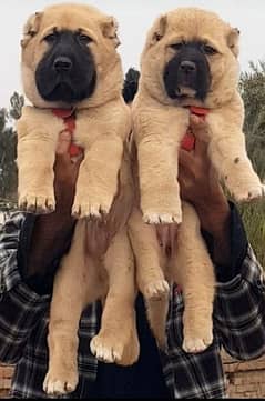 Kurdish kangal 2 month for sale pair available
