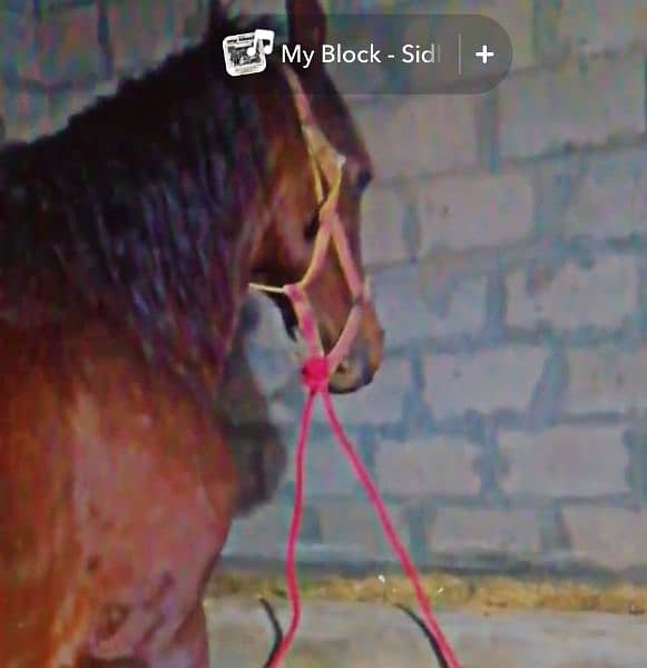 Horse for sale 2