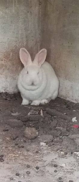 100% pure New Zealand white rabbit kid for sale 0
