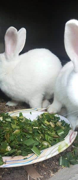 100% pure New Zealand white rabbit kid for sale 2