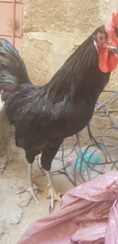 Australop Roosters 3 healthy, active and vaccinated (urgent sale)
