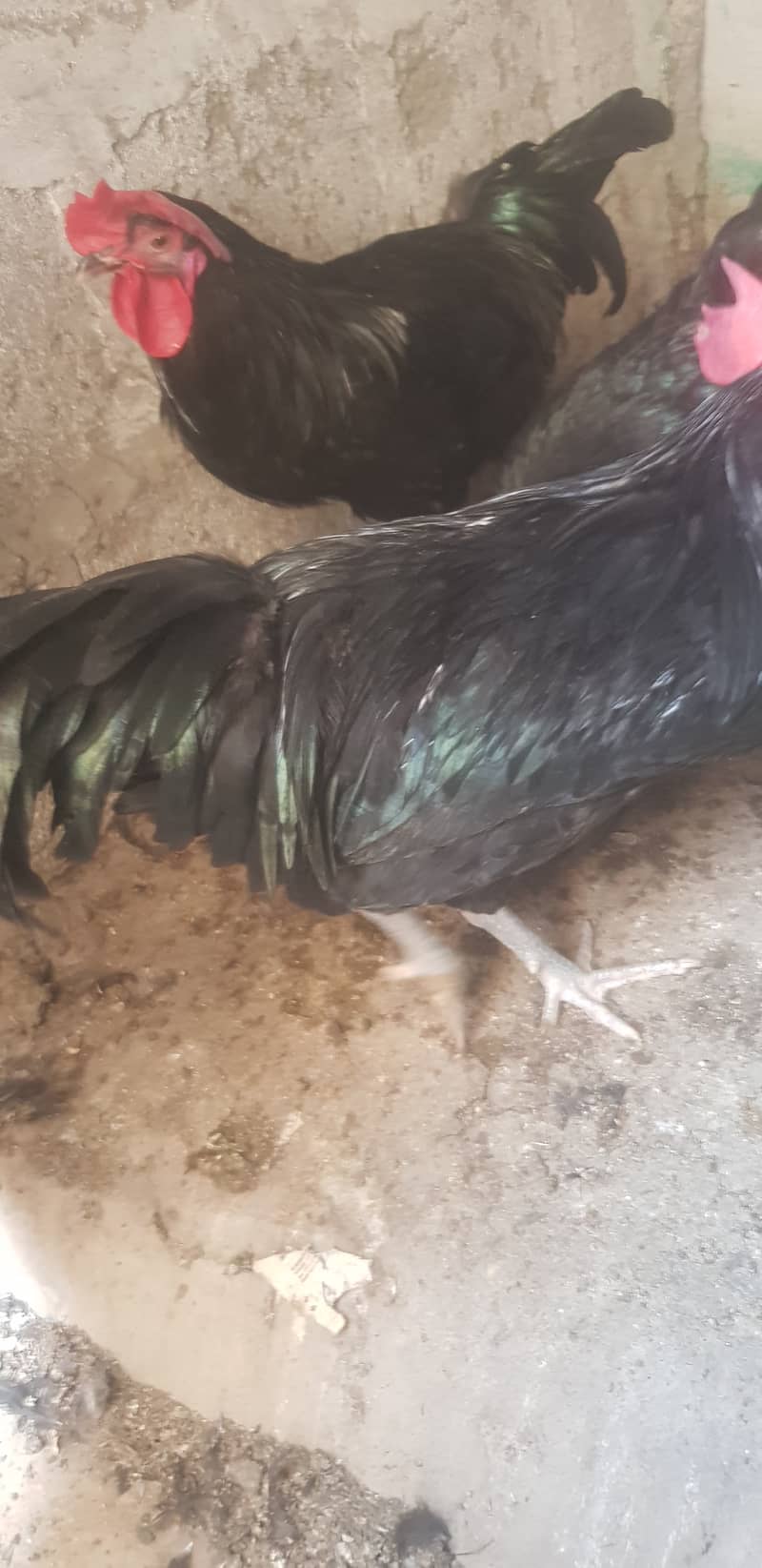 Australop Roosters 3 healthy, active and vaccinated (urgent sale) 2