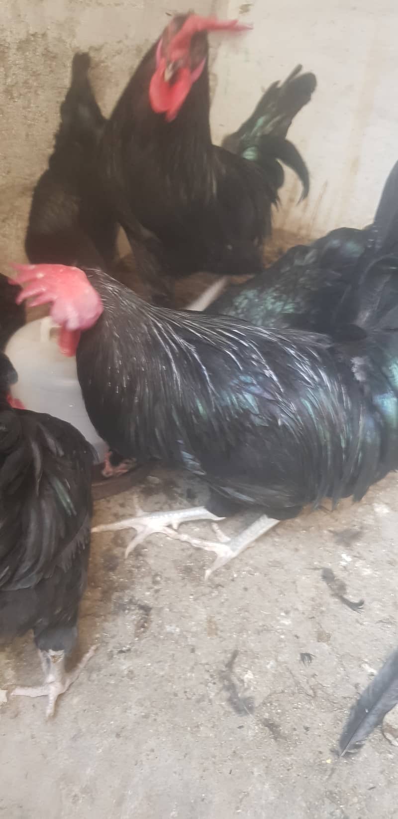 Australop Roosters 3 healthy, active and vaccinated (urgent sale) 3