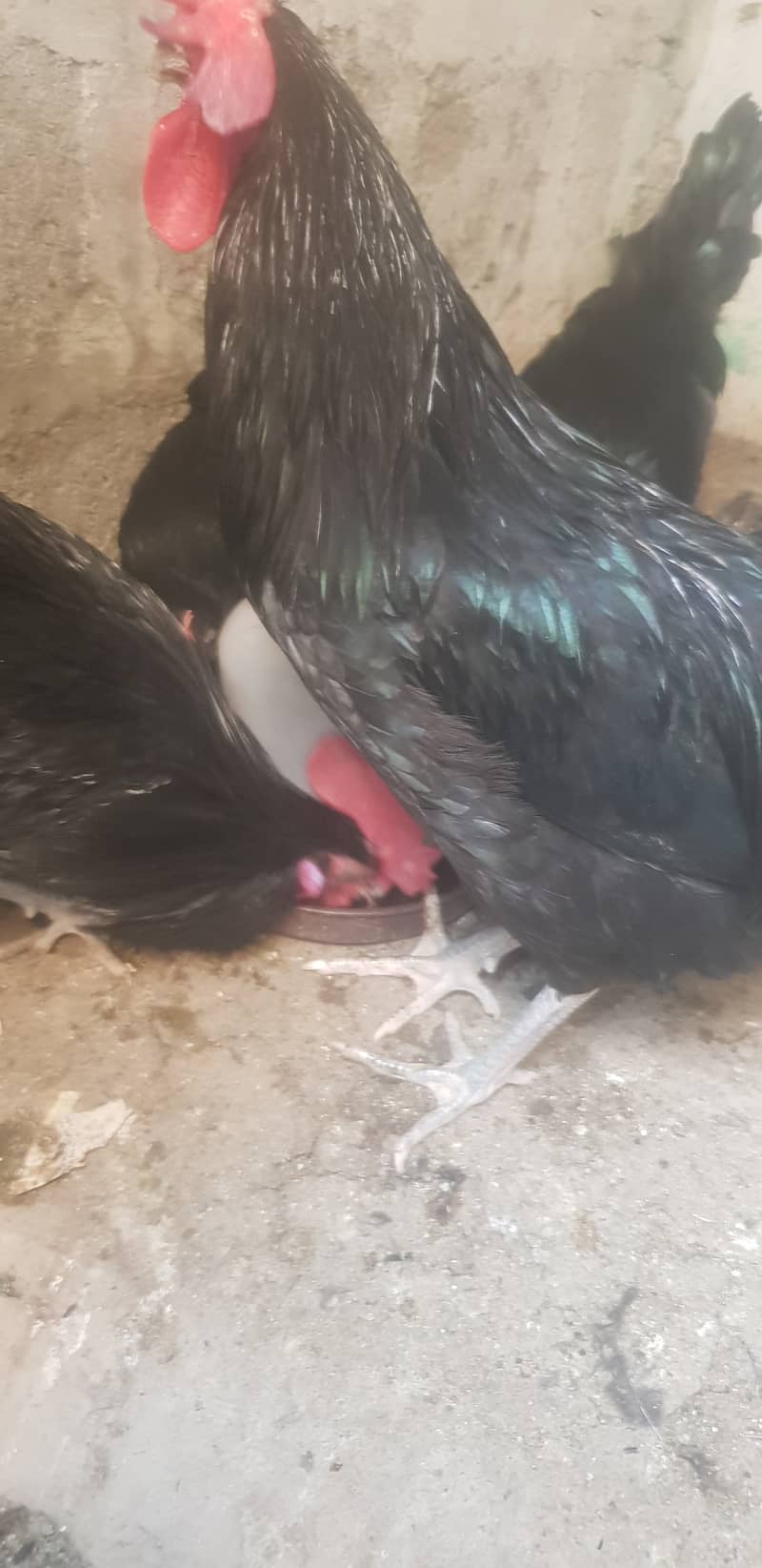 Australop Roosters 3 healthy, active and vaccinated (urgent sale) 4