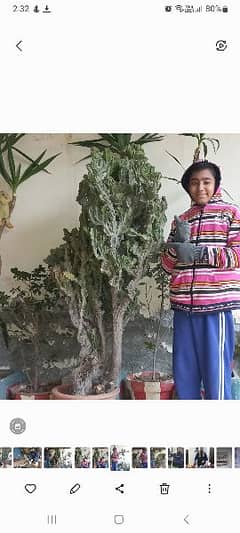 cactus biggest plant imported