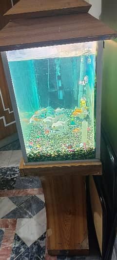 Fish Aquarium 2 feet size
