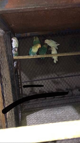 lovebirds mutation pathey age 4-5 months above 2